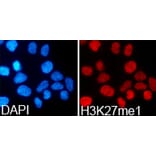 Immunofluorescence - Histone H3K27me1 Polyclonal Antibody from Signalway Antibody (HW006) - Antibodies.com