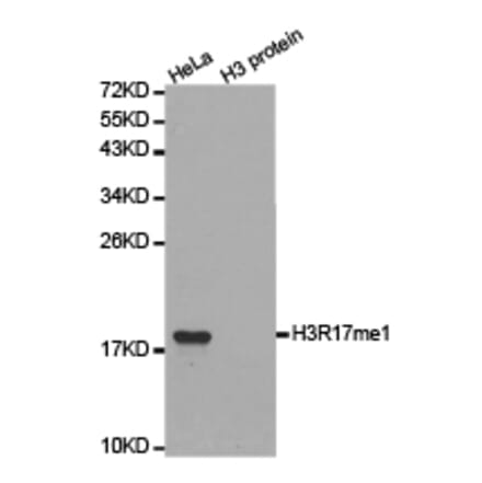 Western blot - Histone H3R17me1 Polyclonal Antibody from Signalway Antibody (HW019) - Antibodies.com