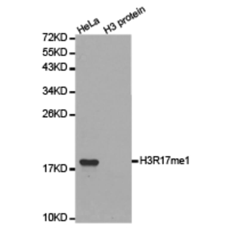 Western blot - Histone H3R17me1 Polyclonal Antibody from Signalway Antibody (HW019) - Antibodies.com