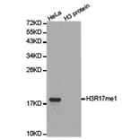 Western blot - Histone H3R17me1 Polyclonal Antibody from Signalway Antibody (HW019) - Antibodies.com