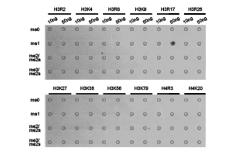 Dot blot - Histone H3R17me1 Polyclonal Antibody from Signalway Antibody (HW019) - Antibodies.com