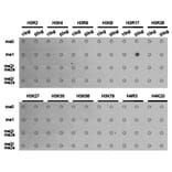 Dot blot - Histone H3R17me1 Polyclonal Antibody from Signalway Antibody (HW019) - Antibodies.com