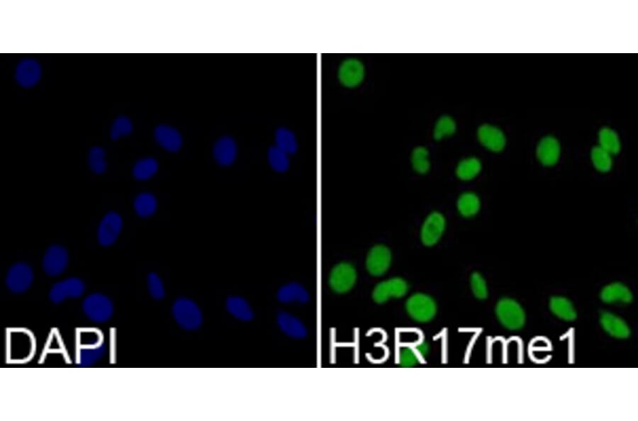Immunofluorescence - Histone H3R17me1 Polyclonal Antibody from Signalway Antibody (HW019) - Antibodies.com