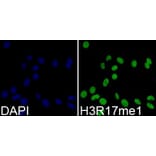 Immunofluorescence - Histone H3R17me1 Polyclonal Antibody from Signalway Antibody (HW019) - Antibodies.com