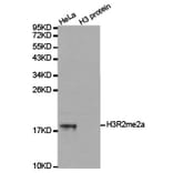 Western blot - Histone H3R2me2a Polyclonal Antibody from Signalway Antibody (HW023) - Antibodies.com