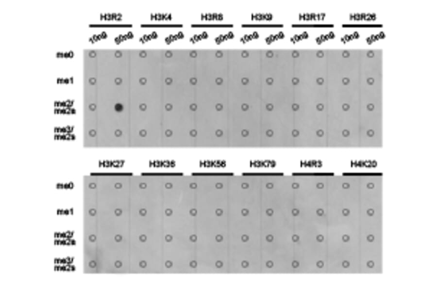Dot blot - Histone H3R2me2a Polyclonal Antibody from Signalway Antibody (HW023) - Antibodies.com