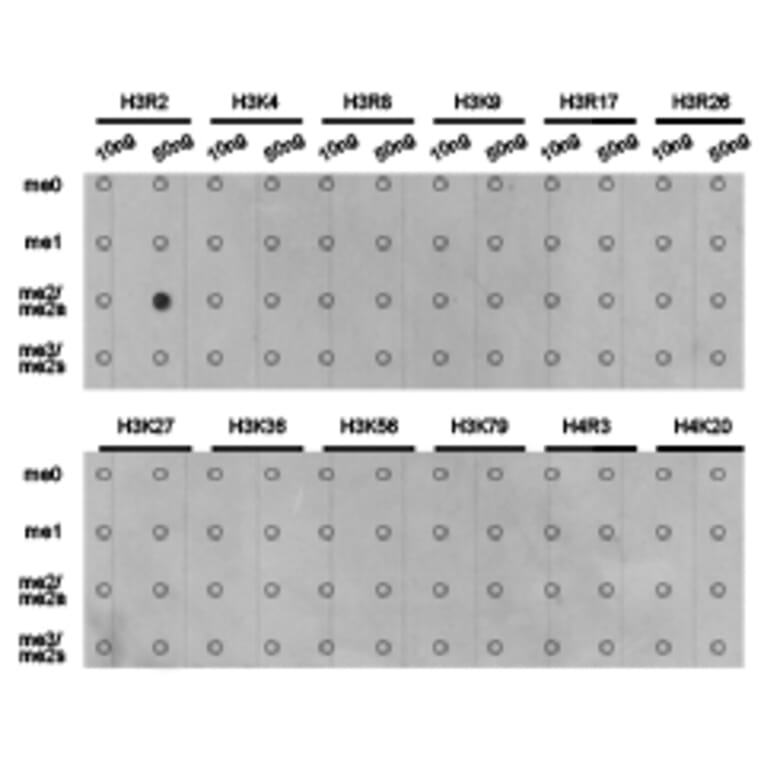 Dot blot - Histone H3R2me2a Polyclonal Antibody from Signalway Antibody (HW023) - Antibodies.com