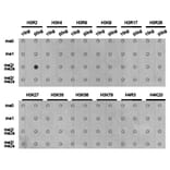 Dot blot - Histone H3R2me2a Polyclonal Antibody from Signalway Antibody (HW023) - Antibodies.com