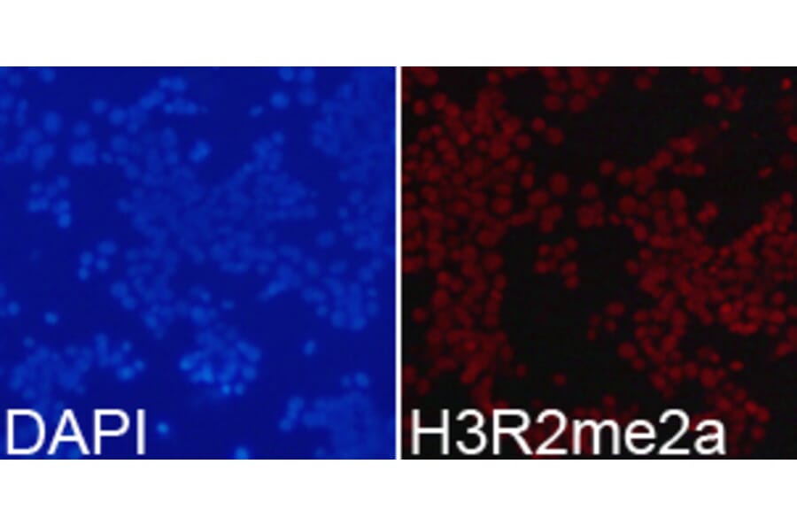 Immunofluorescence - Histone H3R2me2a Polyclonal Antibody from Signalway Antibody (HW023) - Antibodies.com