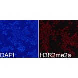 Immunofluorescence - Histone H3R2me2a Polyclonal Antibody from Signalway Antibody (HW023) - Antibodies.com