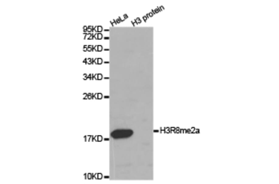 Western blot - Histone H3R8me2a Polyclonal Antibody from Signalway Antibody (HW025) - Antibodies.com
