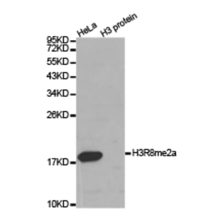 Western blot - Histone H3R8me2a Polyclonal Antibody from Signalway Antibody (HW025) - Antibodies.com