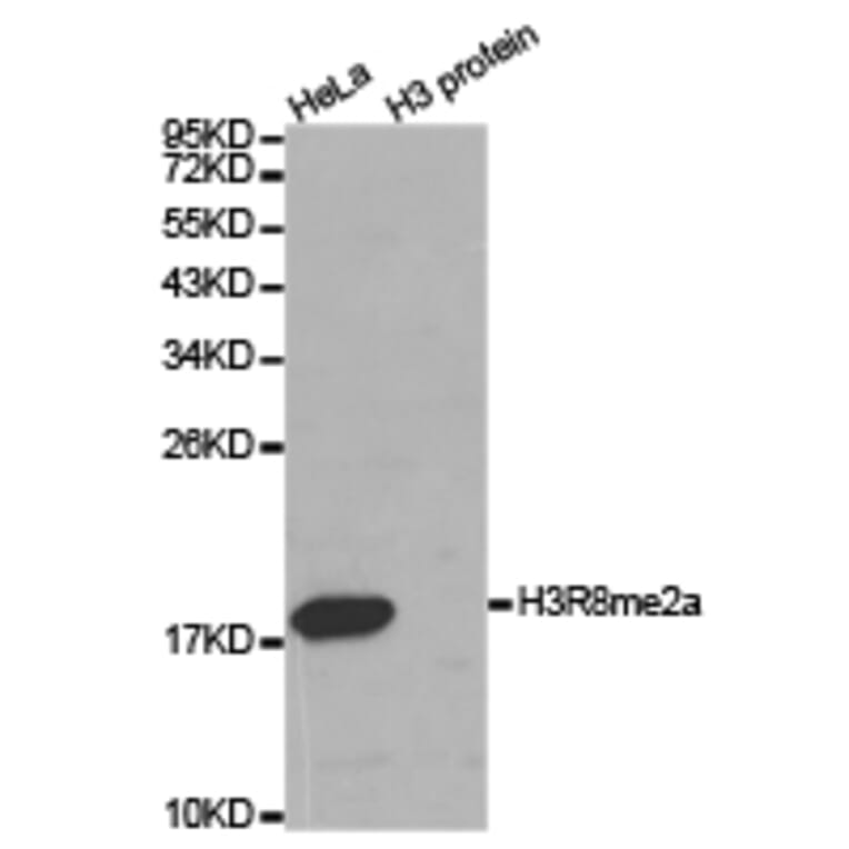 Western blot - Histone H3R8me2a Polyclonal Antibody from Signalway Antibody (HW025) - Antibodies.com