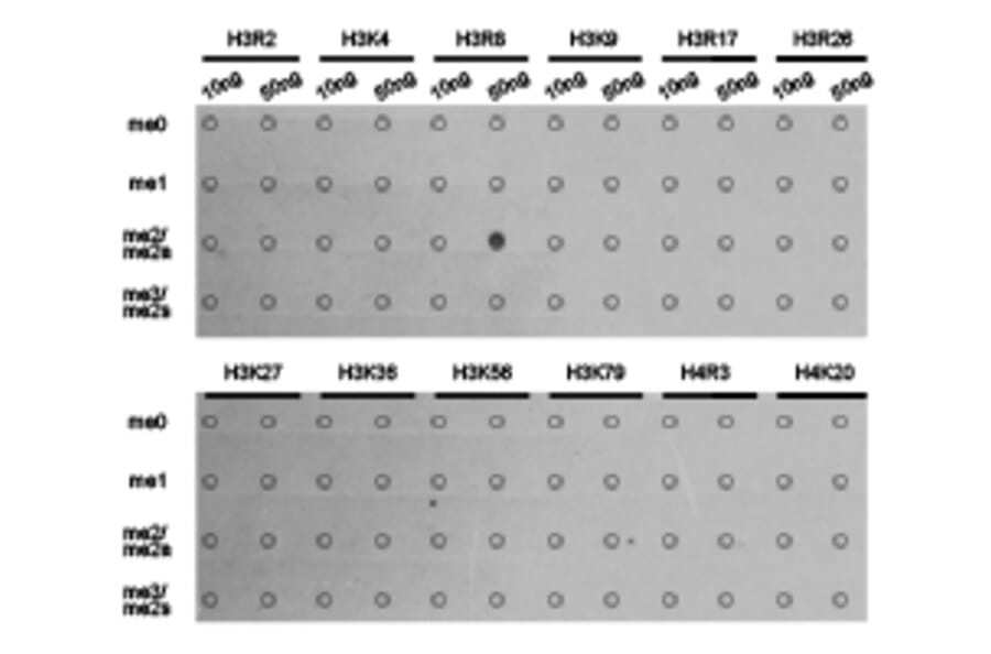 Dot blot - Histone H3R8me2a Polyclonal Antibody from Signalway Antibody (HW025) - Antibodies.com