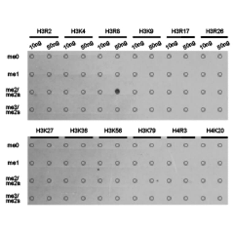 Dot blot - Histone H3R8me2a Polyclonal Antibody from Signalway Antibody (HW025) - Antibodies.com