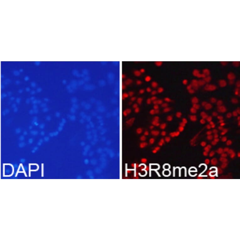 Immunofluorescence - Histone H3R8me2a Polyclonal Antibody from Signalway Antibody (HW025) - Antibodies.com