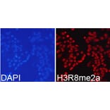 Immunofluorescence - Histone H3R8me2a Polyclonal Antibody from Signalway Antibody (HW025) - Antibodies.com