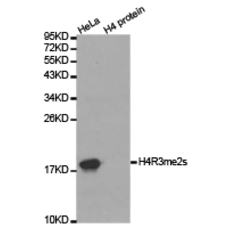 Western blot - Histone H4R3me2s Polyclonal Antibody from Signalway Antibody (HW027) - Antibodies.com