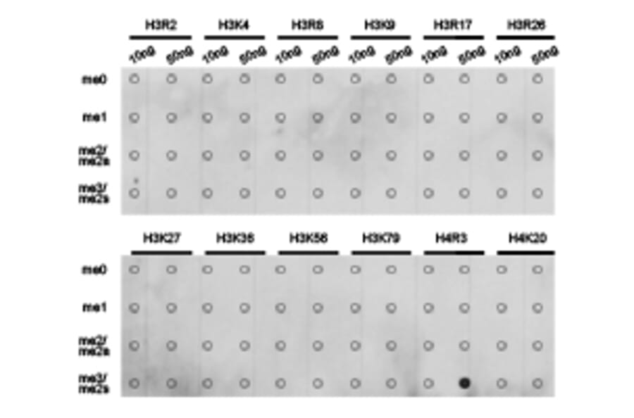 Dot blot - Histone H4R3me2s Polyclonal Antibody from Signalway Antibody (HW027) - Antibodies.com