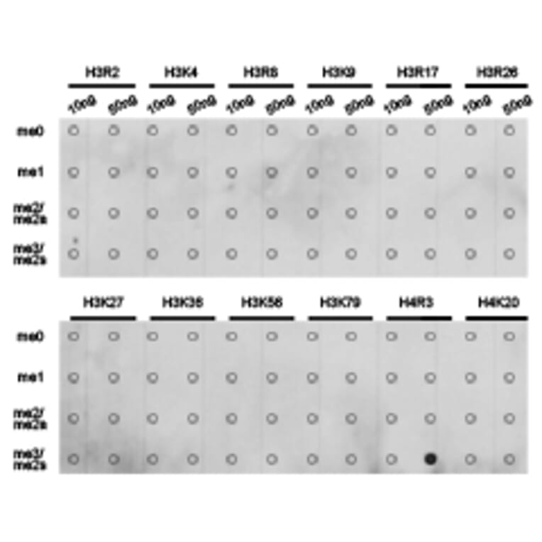 Dot blot - Histone H4R3me2s Polyclonal Antibody from Signalway Antibody (HW027) - Antibodies.com