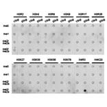 Dot blot - Histone H4R3me2s Polyclonal Antibody from Signalway Antibody (HW027) - Antibodies.com