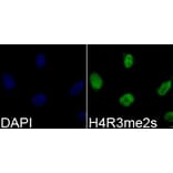 Immunofluorescence - Histone H4R3me2s Polyclonal Antibody from Signalway Antibody (HW027) - Antibodies.com