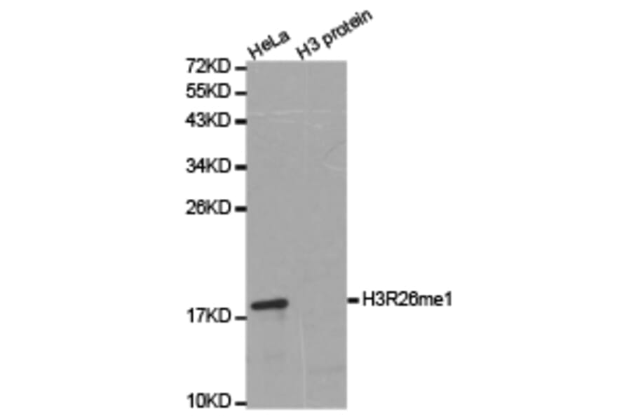 Western blot - Histone H3R26me1 Polyclonal Antibody from Signalway Antibody (HW028) - Antibodies.com