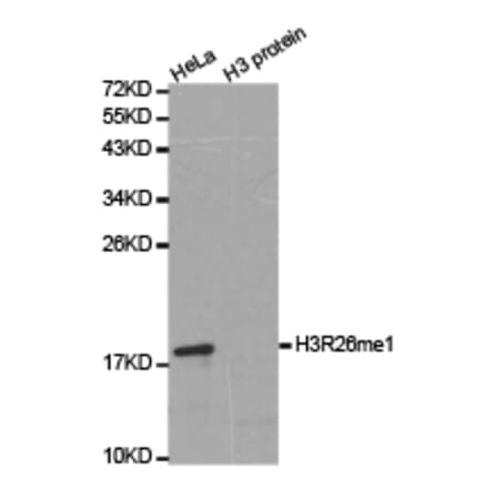 Western blot - Histone H3R26me1 Polyclonal Antibody from Signalway Antibody (HW028) - Antibodies.com