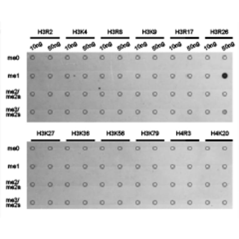 Dot blot - Histone H3R26me1 Polyclonal Antibody from Signalway Antibody (HW028) - Antibodies.com