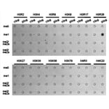Dot blot - Histone H3R26me1 Polyclonal Antibody from Signalway Antibody (HW028) - Antibodies.com