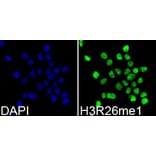 Immunofluorescence - Histone H3R26me1 Polyclonal Antibody from Signalway Antibody (HW028) - Antibodies.com