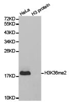 Western blot analysis of extracts of HeLa cell line and H3 protein expressed in E.coli., using H3K36me2 antibody.