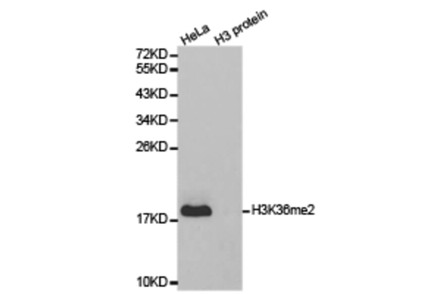 Western blot - Histone H3K36me2 Polyclonal Antibody from Signalway Antibody (HW030) - Antibodies.com