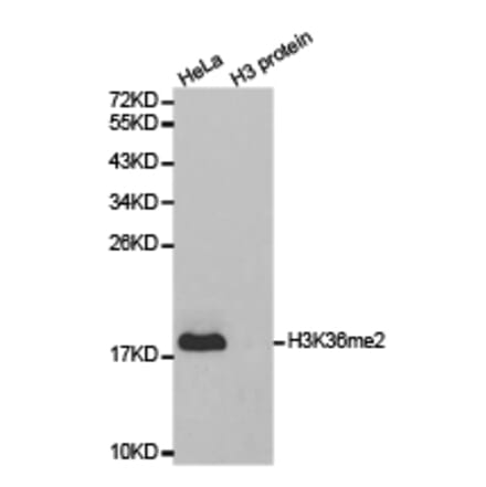 Western blot - Histone H3K36me2 Polyclonal Antibody from Signalway Antibody (HW030) - Antibodies.com