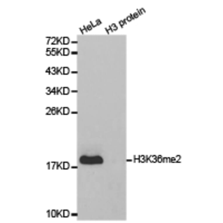 Western blot - Histone H3K36me2 Polyclonal Antibody from Signalway Antibody (HW030) - Antibodies.com