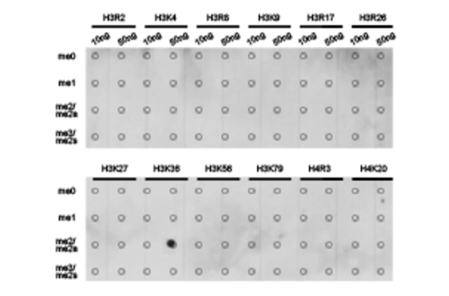 Dot blot - Histone H3K36me2 Polyclonal Antibody from Signalway Antibody (HW030) - Antibodies.com