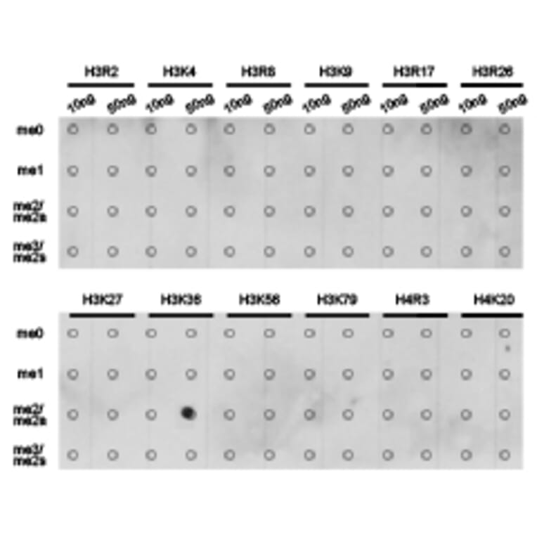 Dot blot - Histone H3K36me2 Polyclonal Antibody from Signalway Antibody (HW030) - Antibodies.com