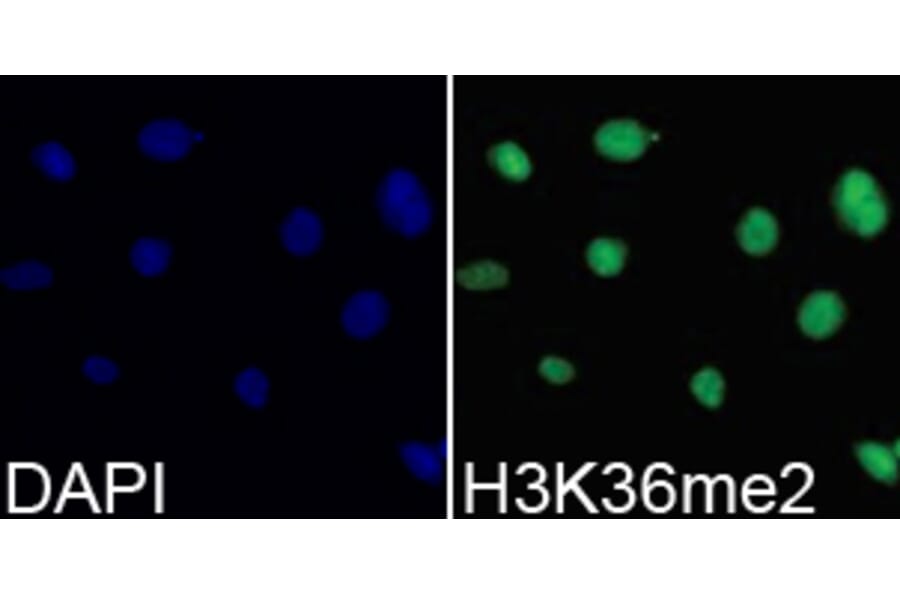 Immunofluorescence - Histone H3K36me2 Polyclonal Antibody from Signalway Antibody (HW030) - Antibodies.com