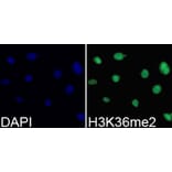 Immunofluorescence - Histone H3K36me2 Polyclonal Antibody from Signalway Antibody (HW030) - Antibodies.com