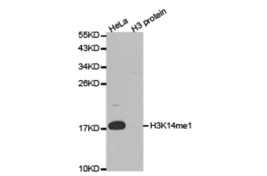 Western blot - Histone H3K14me1 Polyclonal Antibody from Signalway Antibody (HW034) - Antibodies.com