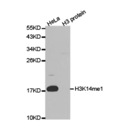 Western blot - Histone H3K14me1 Polyclonal Antibody from Signalway Antibody (HW034) - Antibodies.com