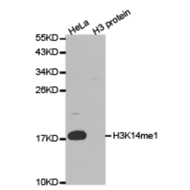 Western blot - Histone H3K14me1 Polyclonal Antibody from Signalway Antibody (HW034) - Antibodies.com