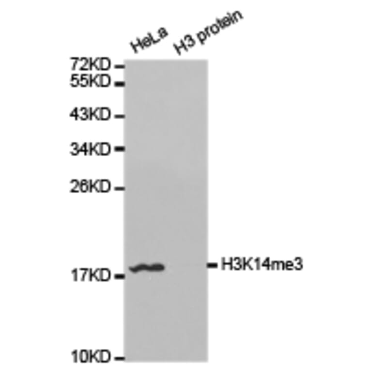 Western blot - Histone H3K14me3 Polyclonal Antibody from Signalway Antibody (HW036) - Antibodies.com