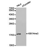 Western blot - Histone H3K14me3 Polyclonal Antibody from Signalway Antibody (HW036) - Antibodies.com