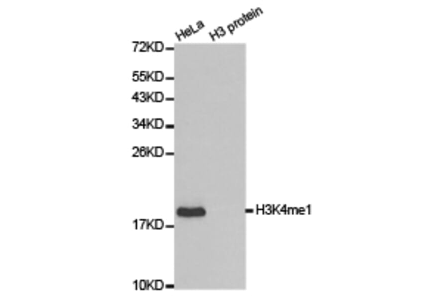 Western blot - Histone H3K4me1 Polyclonal Antibody from Signalway Antibody (HW001) - Antibodies.com