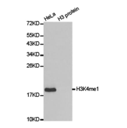 Western blot - Histone H3K4me1 Polyclonal Antibody from Signalway Antibody (HW001) - Antibodies.com