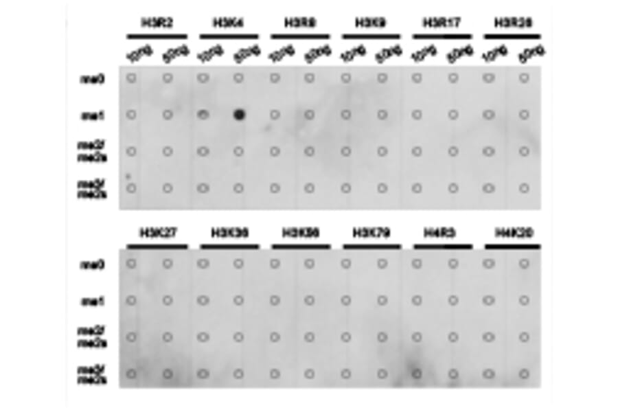 Dot blot - Histone H3K4me1 Polyclonal Antibody from Signalway Antibody (HW001) - Antibodies.com