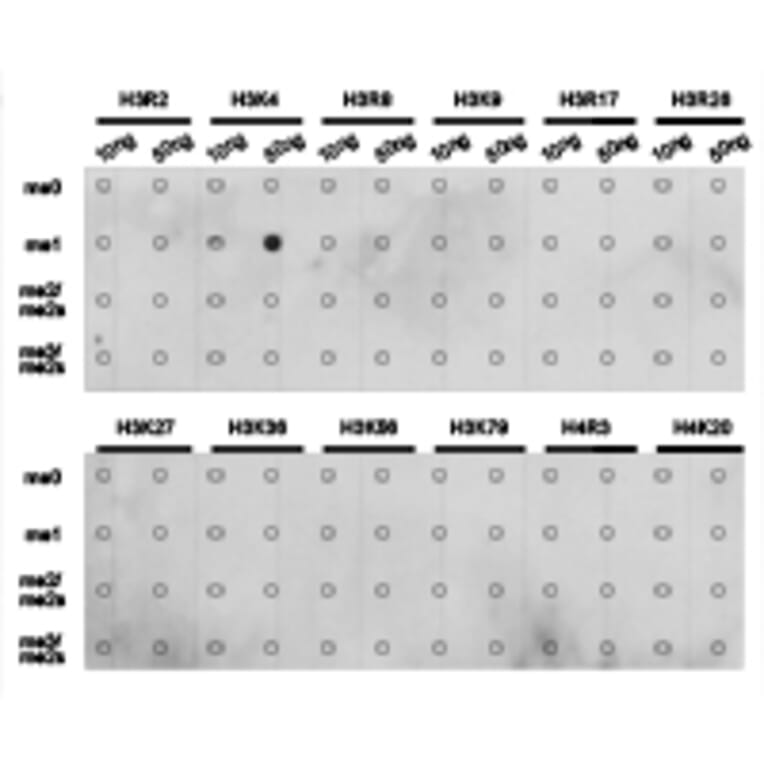 Dot blot - Histone H3K4me1 Polyclonal Antibody from Signalway Antibody (HW001) - Antibodies.com