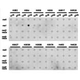 Dot blot - Histone H3K4me1 Polyclonal Antibody from Signalway Antibody (HW001) - Antibodies.com