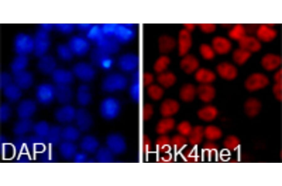 Immunofluorescence - Histone H3K4me1 Polyclonal Antibody from Signalway Antibody (HW001) - Antibodies.com